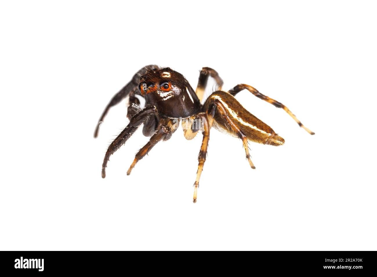Springende Spinne (Colonus sylvanus) - Männlich Stockfoto