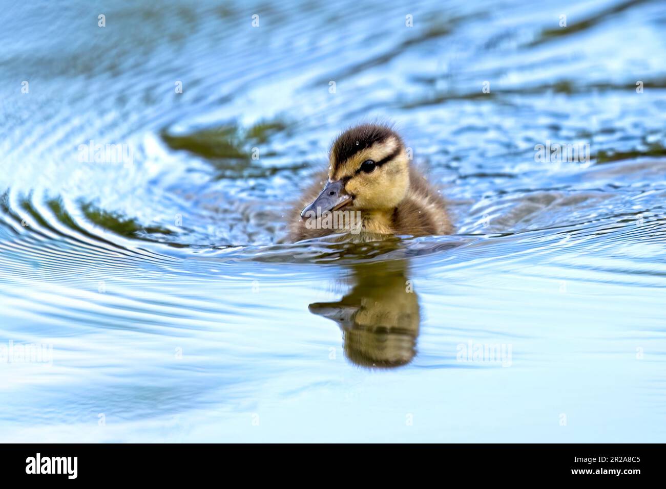 Ein süßes Entlein schwimmt im kleinen, ruhigen Teich im Manito Park in Spokane, Washington. Stockfoto