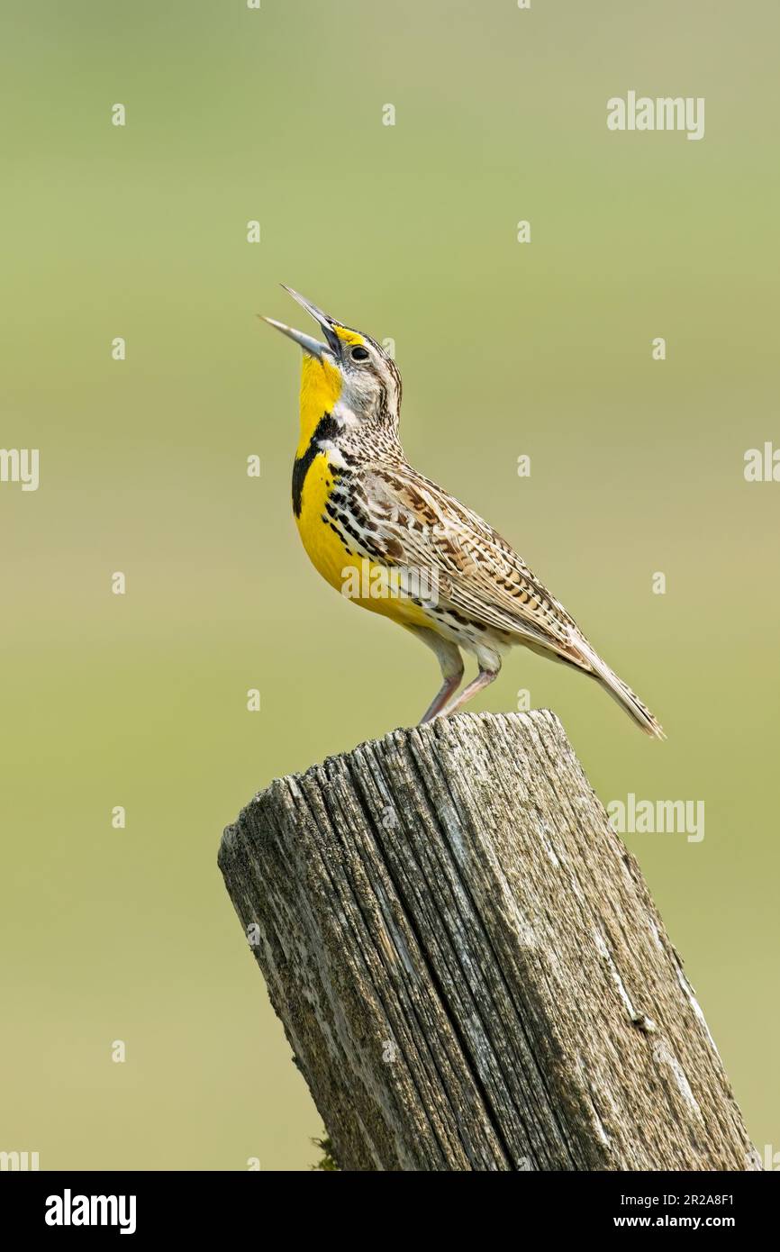 Eine wunderschöne westliche Wiesenarsche befindet sich auf einem Zaunpfahl und singt in ihrem unverwechselbaren Klang im Osten Washingtons. Stockfoto