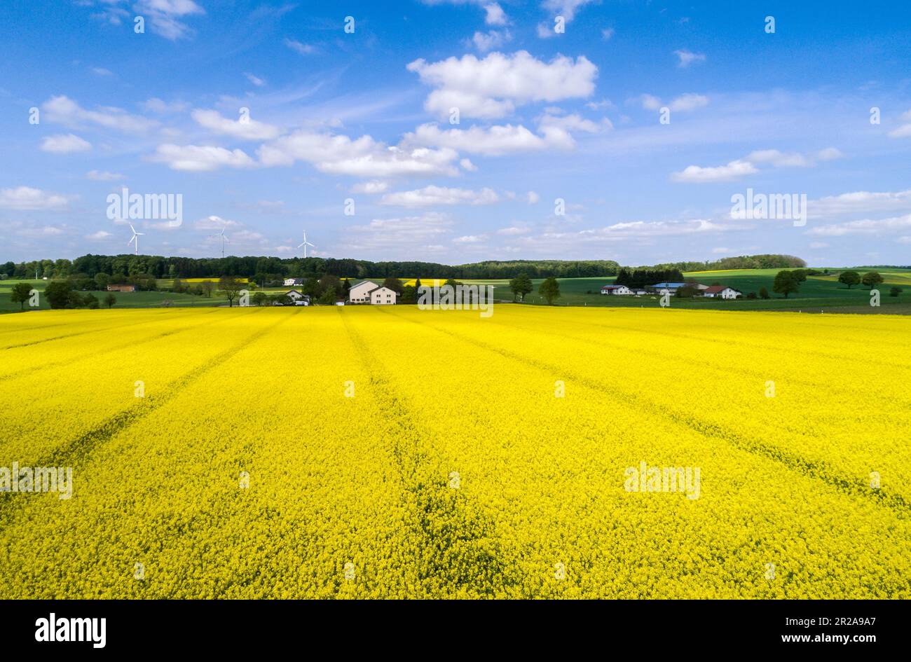 Raps- und Windkraftfeld im Hintergrund - ländlicher Raum in Deutschland Stockfoto