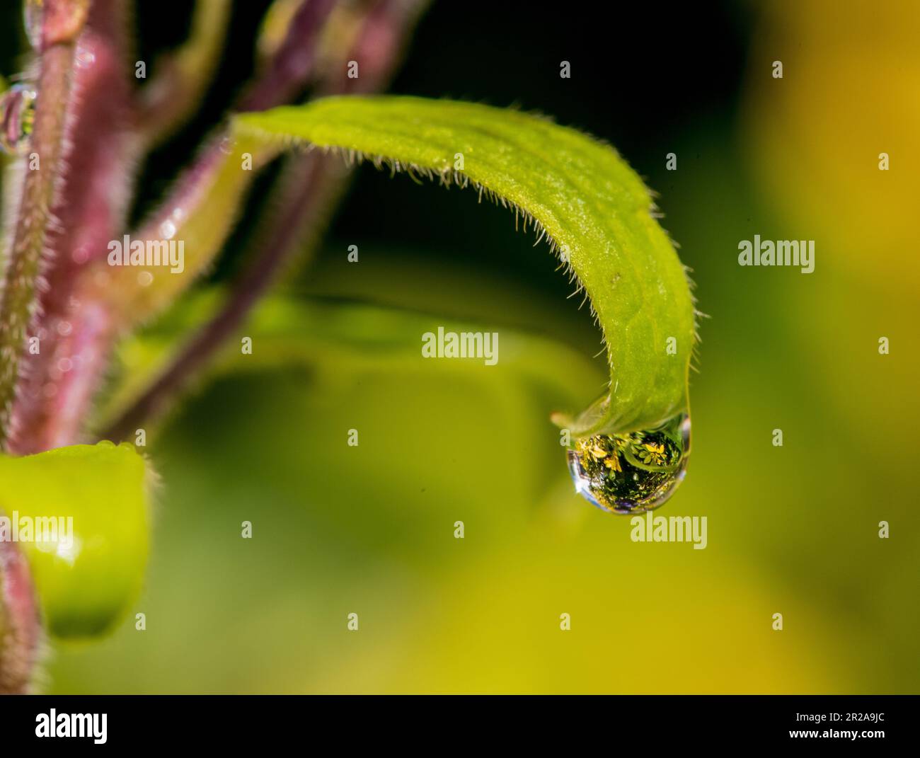 Wassertröpfchen, die den Garten perfekt reflektieren - ein anderes Universum Stockfoto