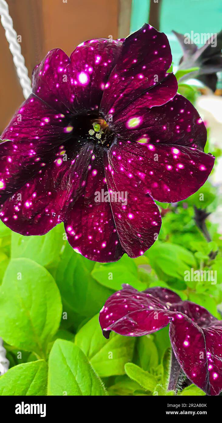 Schmetterlingskäfig Pop-Up Netzgehege 60x60x90cm - Für Garten & Insektenschutz