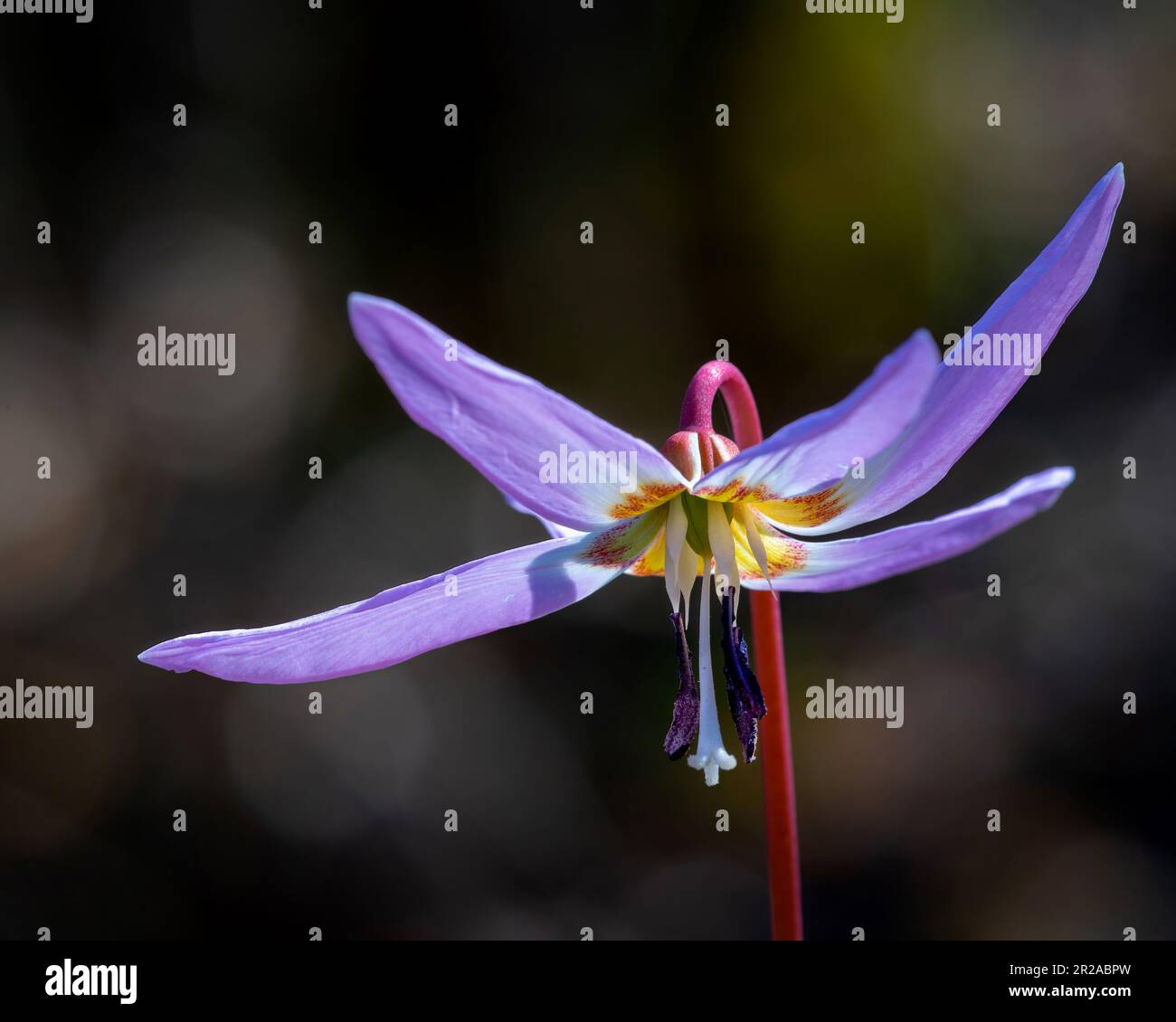 Der Hundezahn (Erythronium dens-canis L.) ist eine bulbose, krautige Pflanze aus der Familie der Liliaceae. Emilia Romagna, Italien, Europa Stockfoto