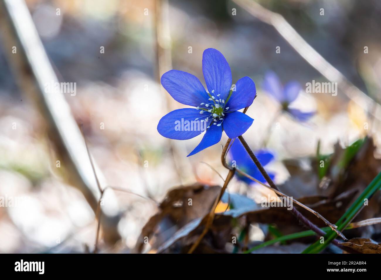 Hepatica nobilis (syn. Anemone hepatica) oder Trinity Grass ist eine kleine krautige Pflanze aus der Familie der Ranunculaceae. Emilia Romagna, Europa Stockfoto
