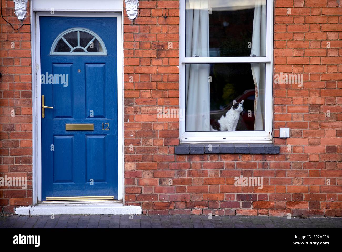 Katze im Fenster mit Blick auf die Straße. England Großbritannien Stockfoto