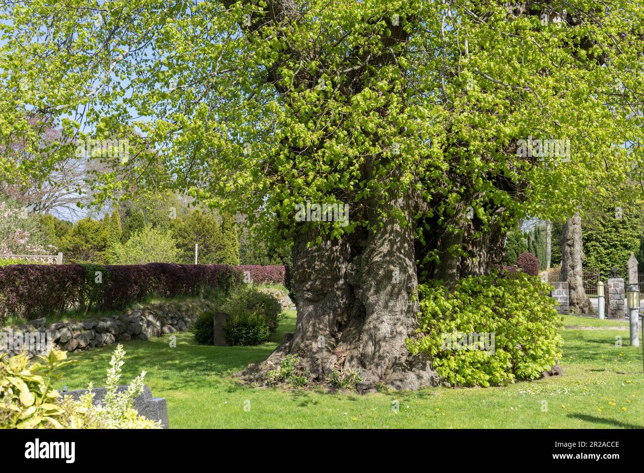 500 Jahre alter Lindenbaum aus der Zeit der Reformation auf dem Friedhof in Steinbergkirche, Schleswig-Holstein Stockfoto