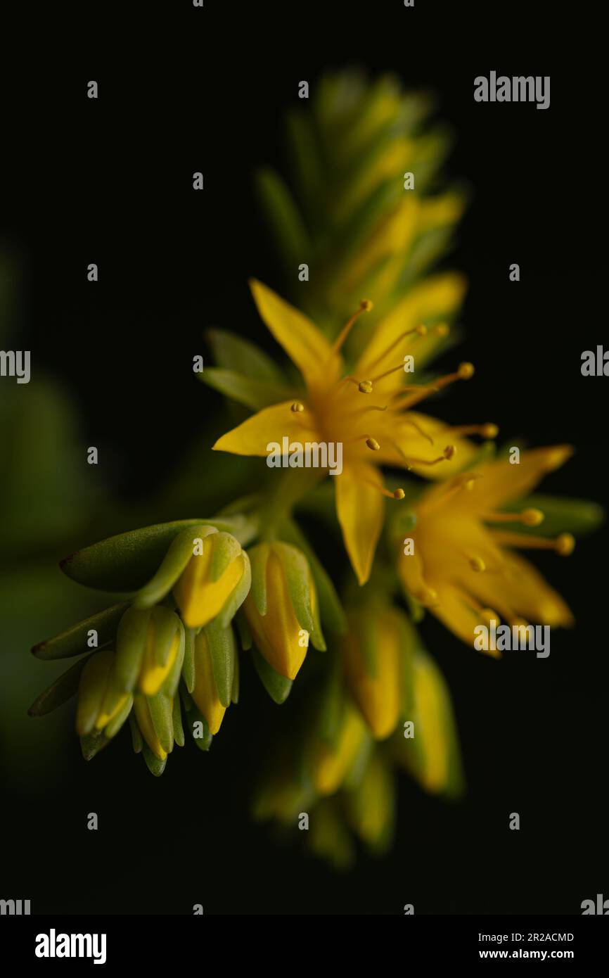 Detail der gelben Blüten der saftigen Pflanze Sedum palmeri. Wir schätzen Blütenblätter, Corolla, Stamen, Filamente. Es gibt auch kleine B. Stockfoto