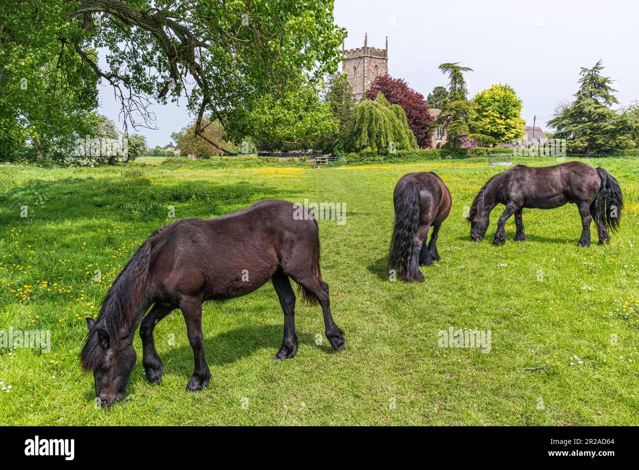 Pferde grasen auf einer Wiese neben der St. Marys Kirche im Severnside-Dorf Frampton on Severn, Gloucestershire, England Stockfoto