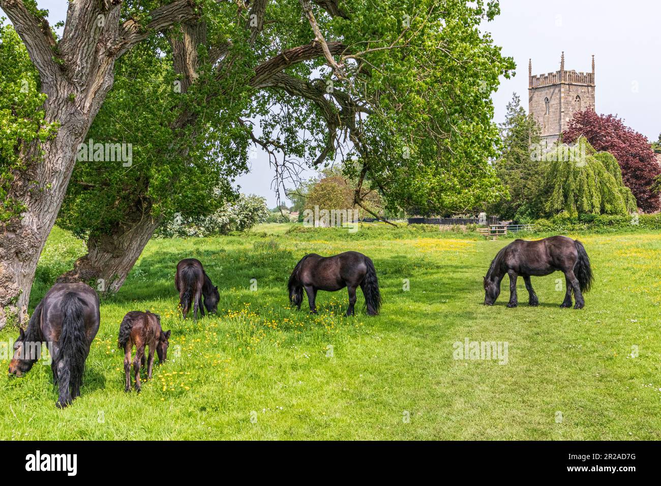 Pferde und ein junges Fohlen, das auf einer Wiese neben der St. Marys Kirche im Severnside-Dorf Frampton auf Severn, Gloucestershire, England weidet Stockfoto