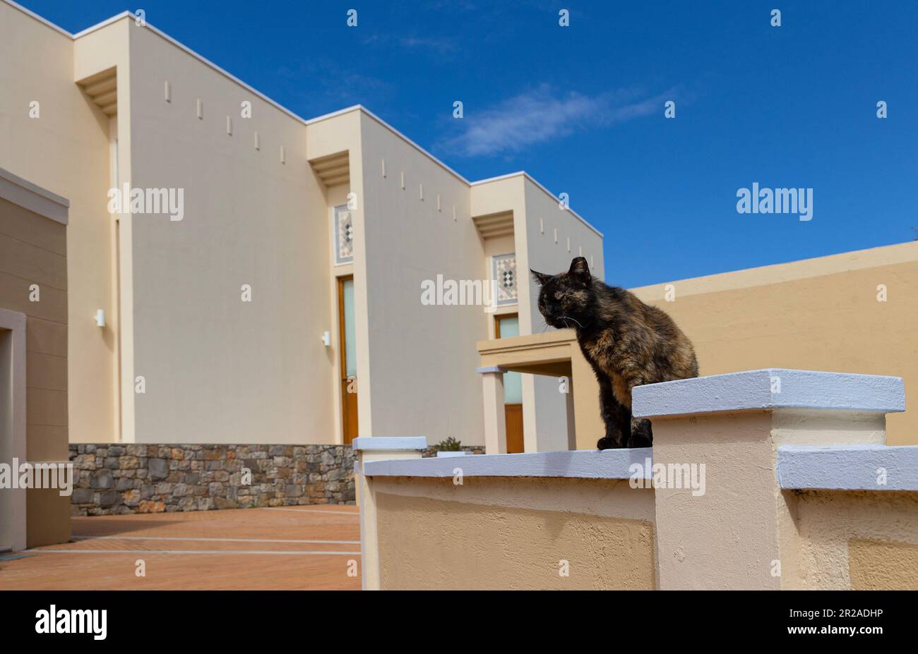 Katze, die an einer Wand sitzt und das Sonnenlicht genießt, Kalimera Kriti Resort, Sisi, Lasithi, Kreta, Griechenland, Europa. Stockfoto