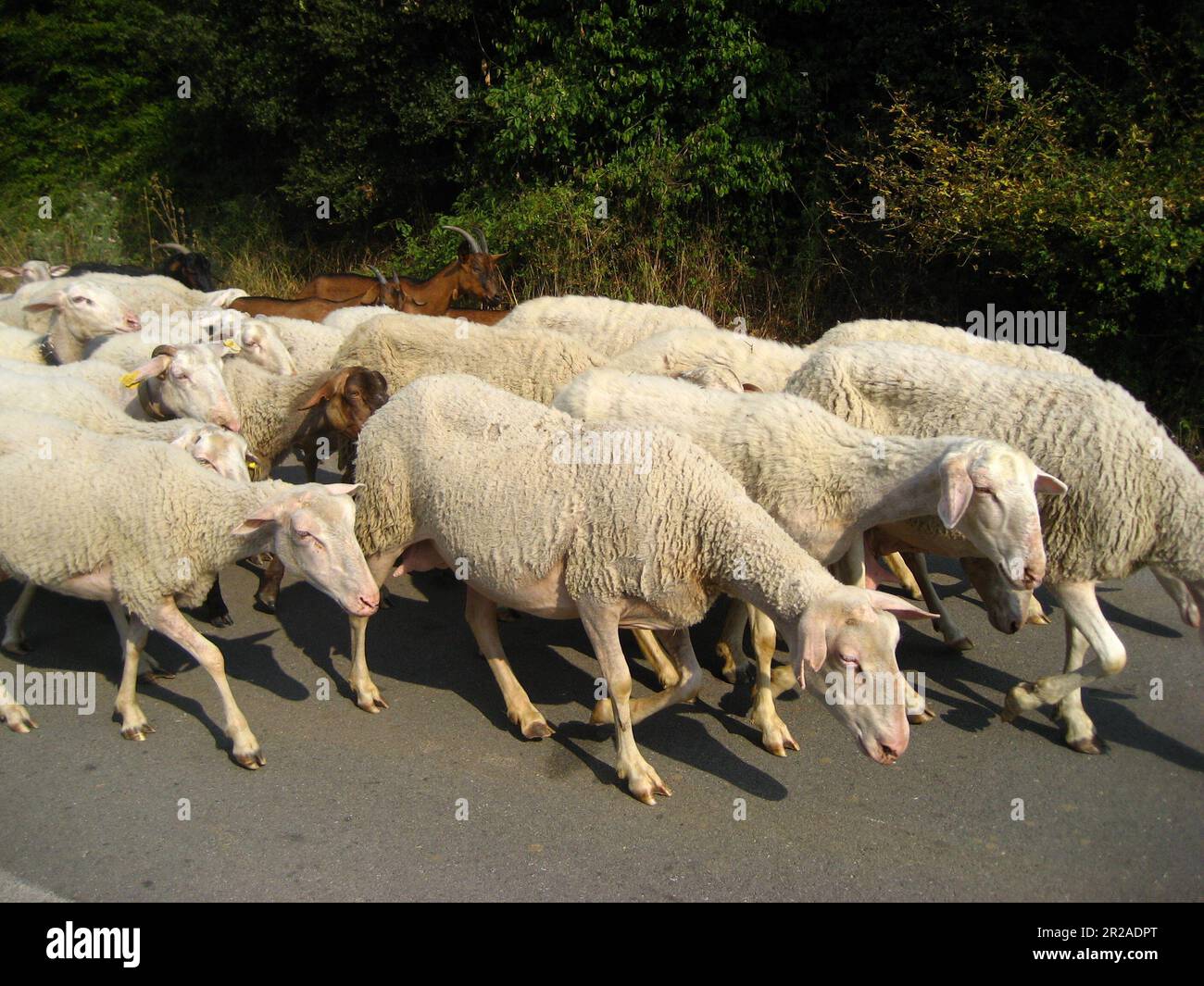 Eine Gruppe von Schafen läuft auf einer Asphaltstraße mit zwei Ziegen in der Gruppe. Stockfoto