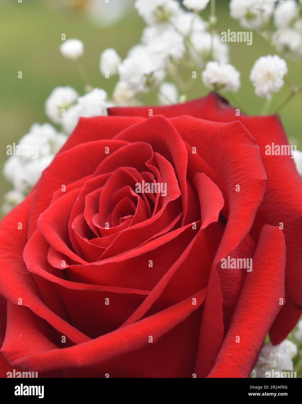 Eine einzelne rote Rose mit dem Hintergrund von Babys Atemblumen macht einen schönen kleinen, intimen Bouquet. Stockfoto