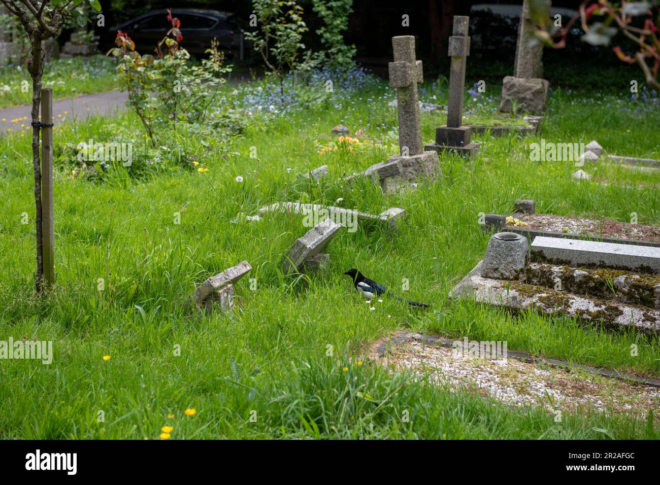 Harrow council nimmt im Mai 2023 an NO MOW MAY, einer Plantlife-Initiative, Teil. Hier ist ein Friedhof in Stanmore, der nicht gemäht wurde. Stockfoto