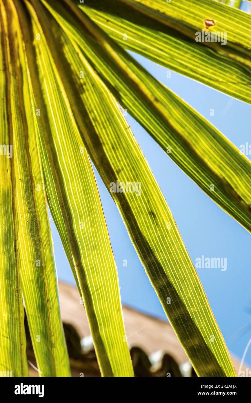 Nahaufnahme des grünen Blatts auf einer Fächerpalme mit blauem Himmel. Stockfoto