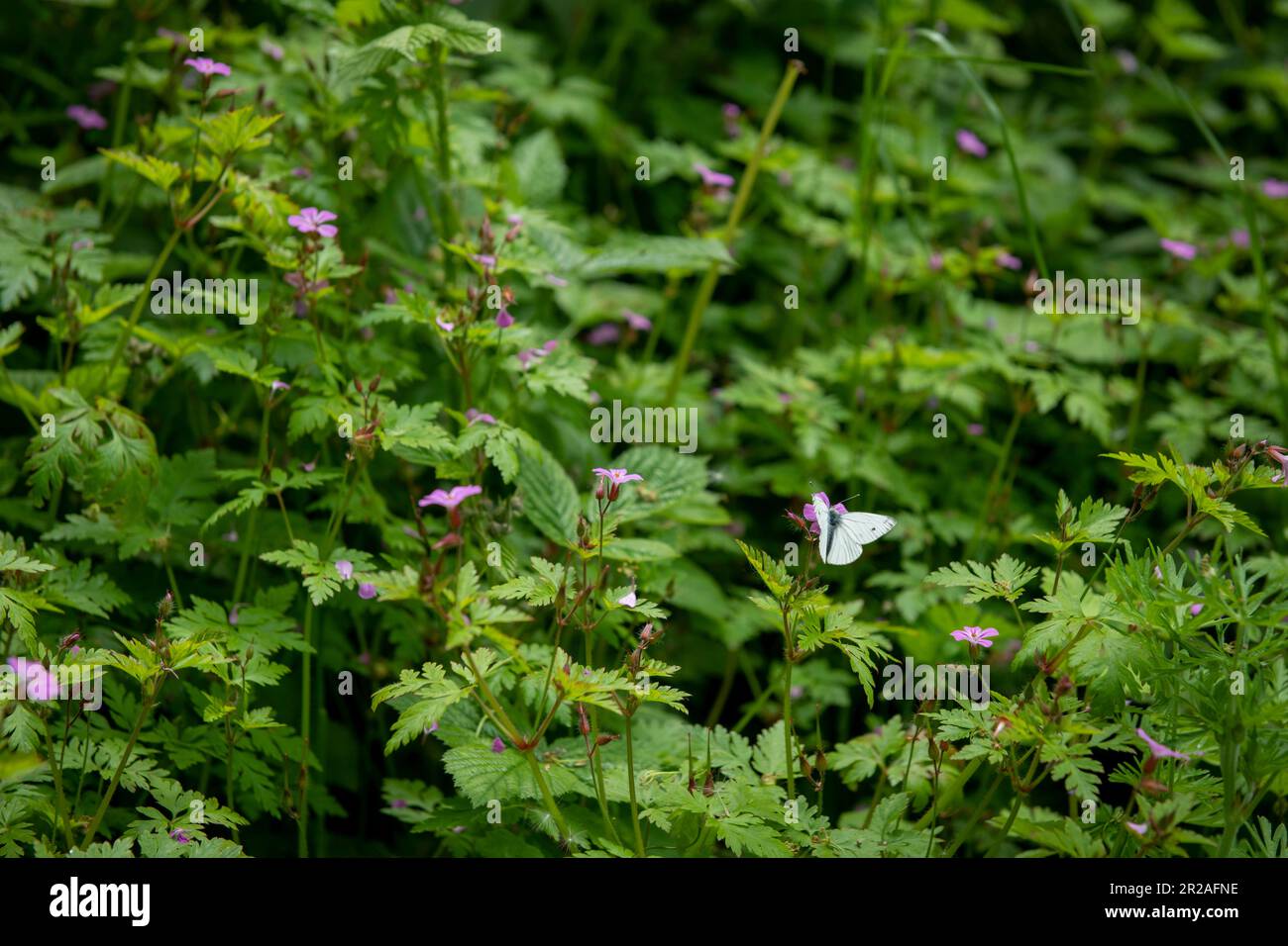 Harrow council nimmt im Mai 2023 an NO MOW MAY, einer Plantlife-Initiative, Teil. Hier ein Schmetterling, der die Frühlingsblumen genießt. Pfarrer Lane Stanmore Stockfoto