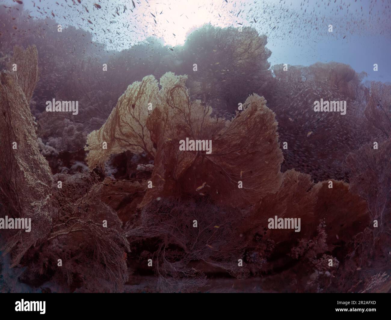 Fans des Gorgonien-Meeres (Subergorgia hicksoni) im Roten Meer, Ägypten Stockfoto