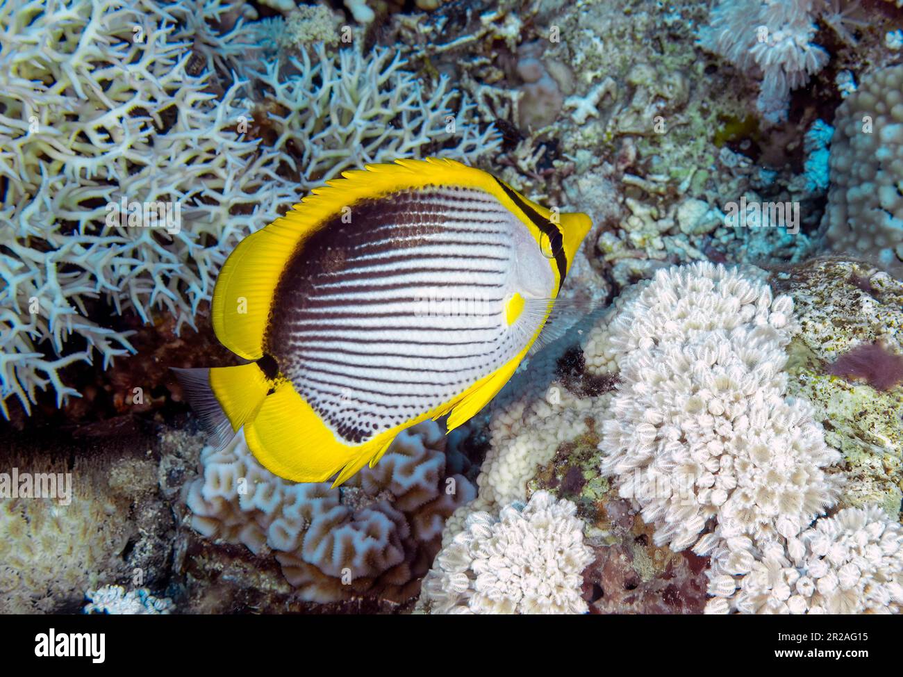 Ein Schwarzrückenfisch (Chaetodon melannotus) im Roten Meer, Ägypten Stockfoto