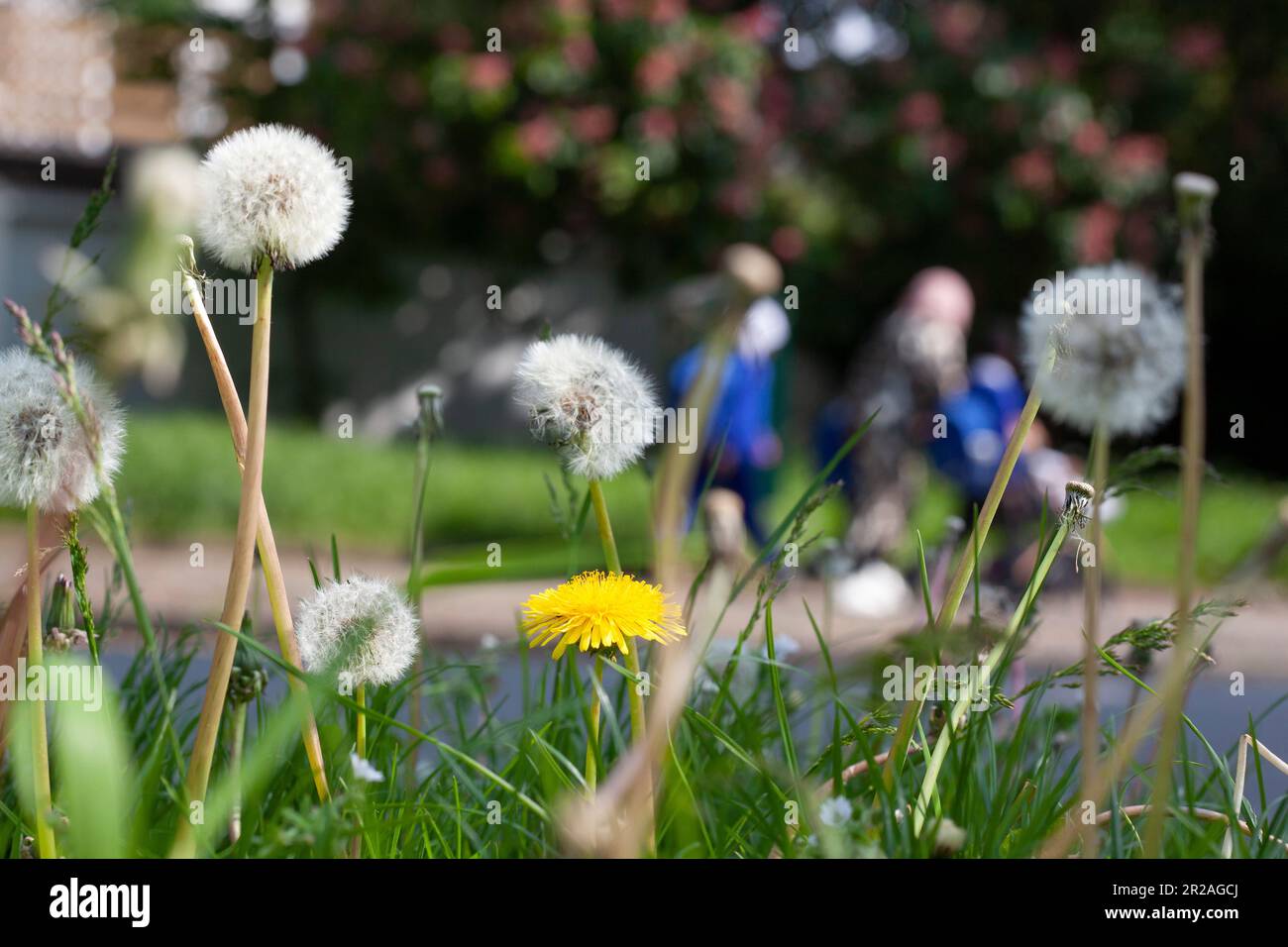London, Vereinigtes Königreich, 18. Mai 2023: Der Lambeth Council in Süd-London hat ein Versuchsprogramm, bei dem einige Grenzen an „Bienenstraßen“ nicht gemäht werden. Dies ermöglicht das Wachstum von Blumen und Wildpflanzen, die Nahrung für Insekten liefern und die Artenvielfalt erhöhen. Der Gärtner Alan Titchmarsh kritisiert die Verwirrung, aber städtische Grünflächen können entscheidend sein, um Insekten vor dem Verlust von Lebensräumen zu schützen. Anna Watson/Alamy Live News Stockfoto