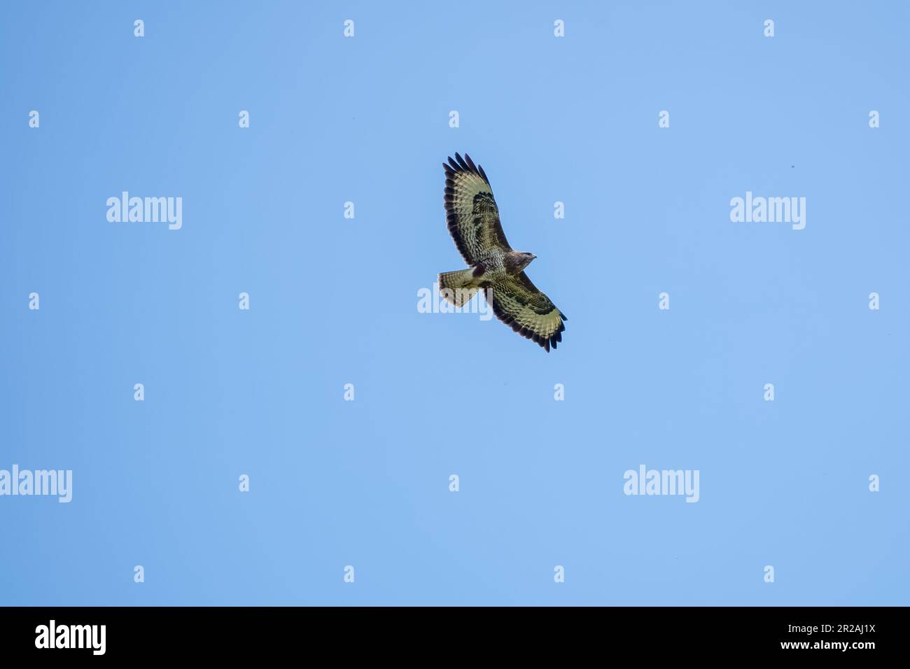 Der gemeine Bussard ein mittelgroßer bis großer Greifvogel im Flug mit blauem Himmel im Hintergrund Stockfoto