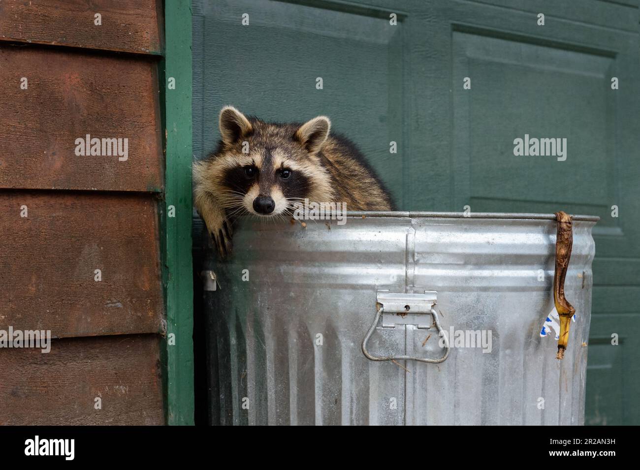 Waschbär (Procyon Lotor) neigt sich mit Bananenschale über den Rand der Mülltonne – ein in Gefangenschaft gehaltenes Tier Stockfoto