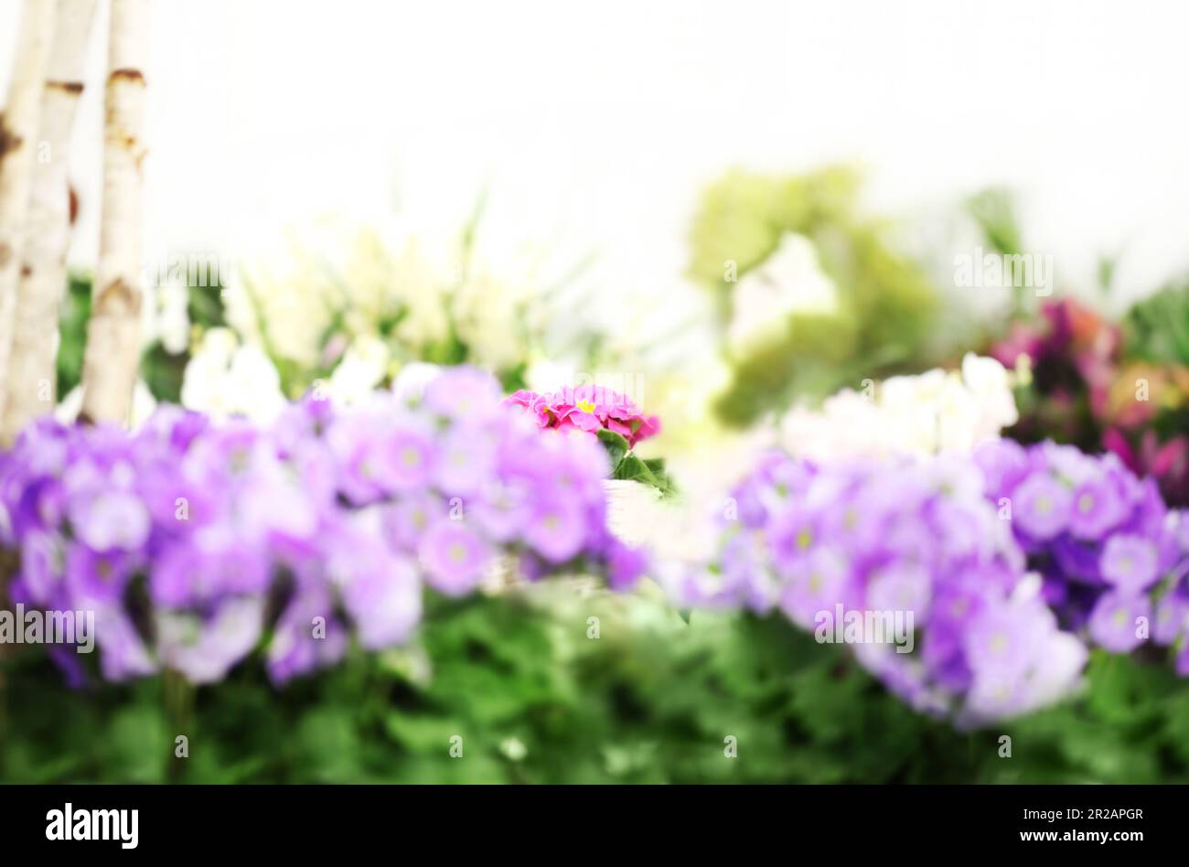 Blumengarten im Hintergrund. Veilchen und violette Primrosen blühen im Frühling. Heim Garten Blumenpflege. Verkauf von Blumen in Gewächshäusern und Blumenläden. A Stockfoto