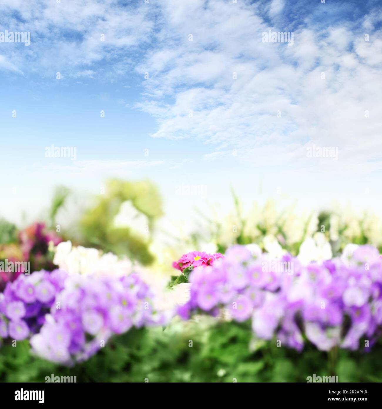 Blumengarten im Hintergrund. Veilchen und violette Primrosen blühen im Frühling. Heim Garten Blumenpflege. Verkauf von Blumen in Gewächshäusern und Blumenläden Stockfoto