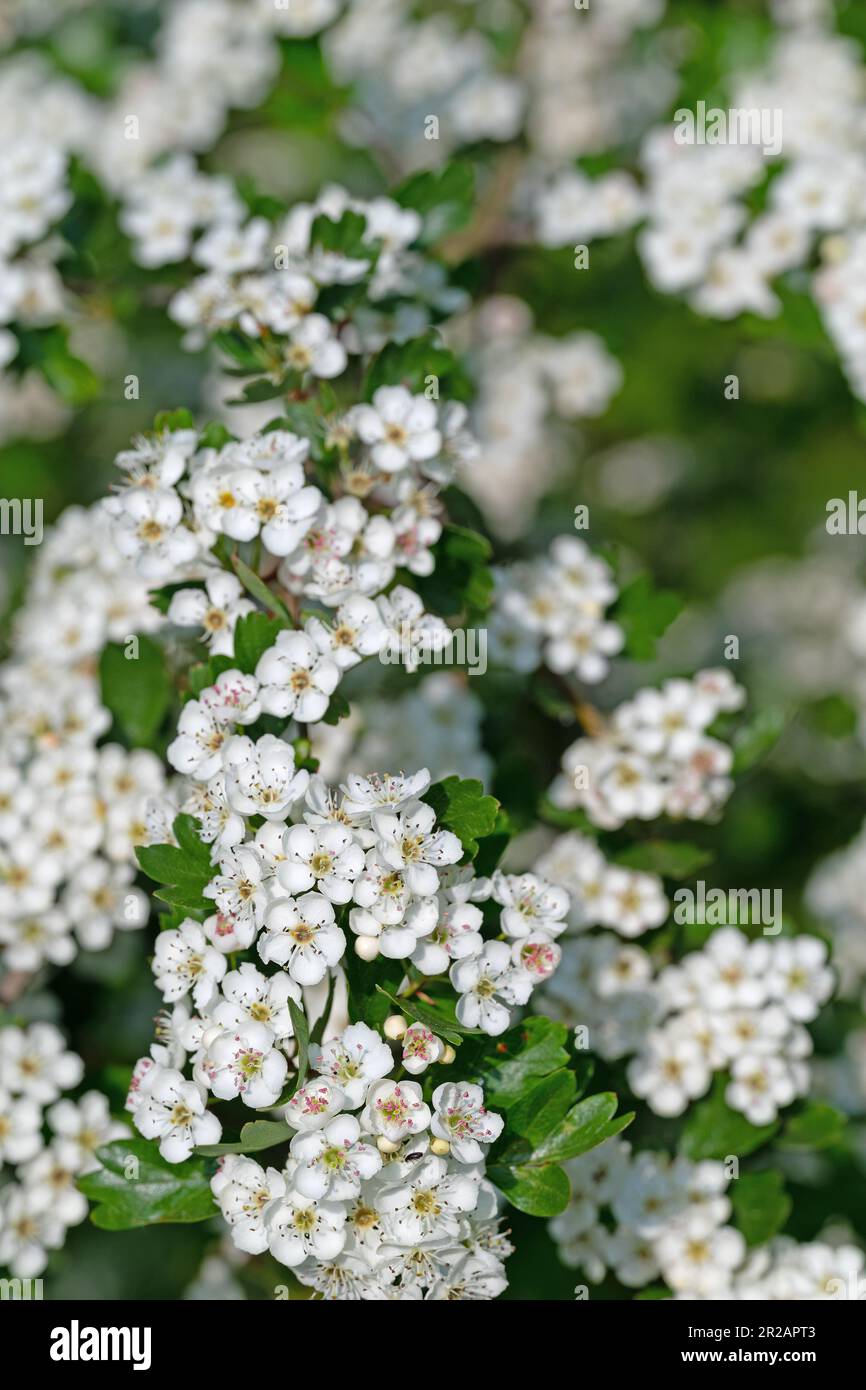 Blühender Weißdorn, Crataegus, im Frühling Stockfoto