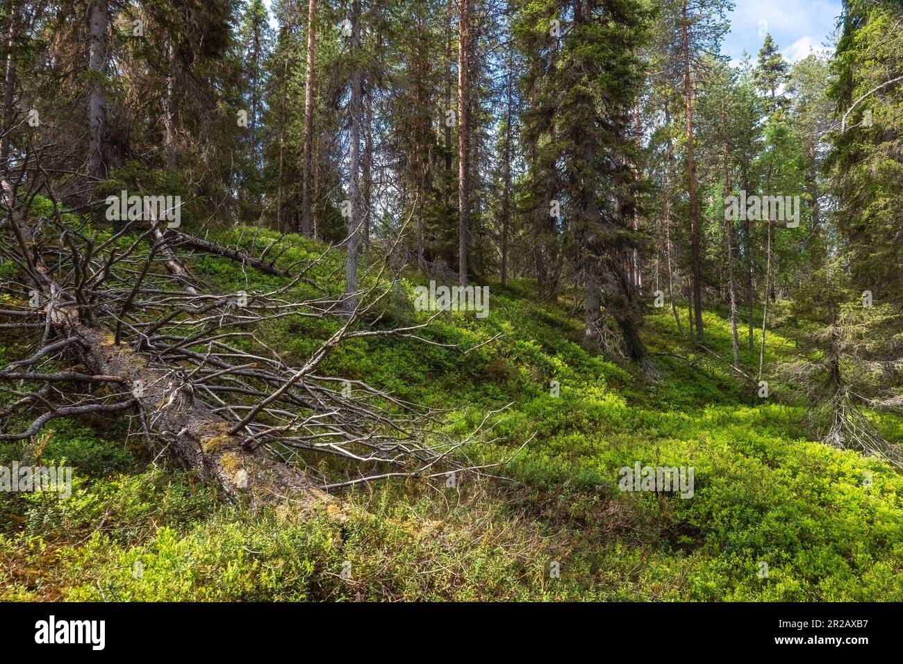 Alte Wald Stockfoto Alte Wald Stockfoto