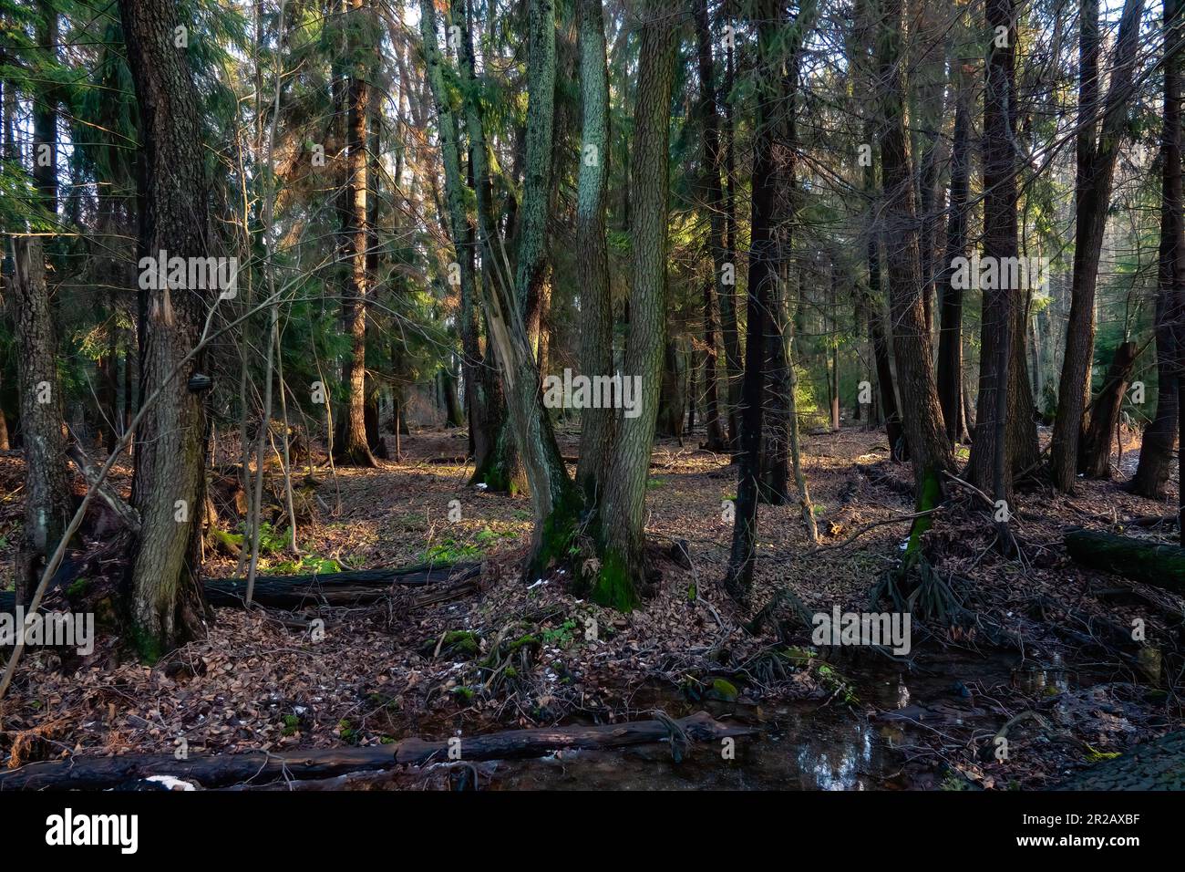 Alte Wald Stockfoto