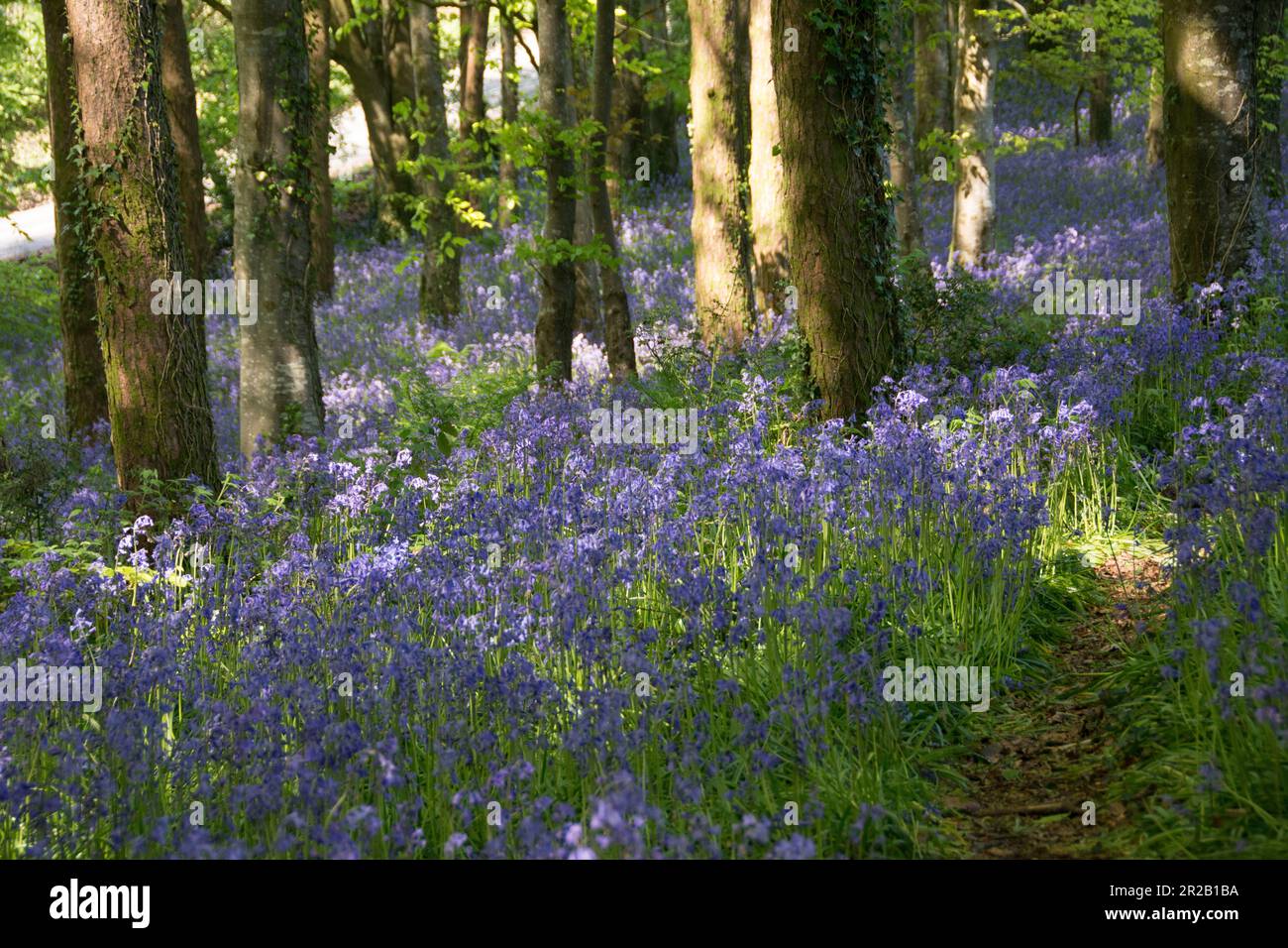 Englische Bluebellen im Wald in Dorset, Großbritannien Stockfoto