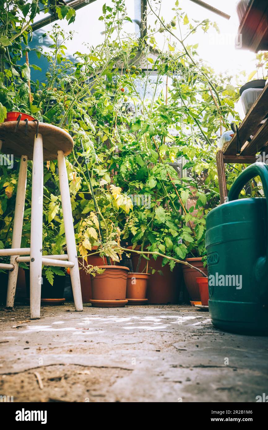 Tiefwinkelansicht von Tomatenpflanzen im Gewächshaus Stockfoto