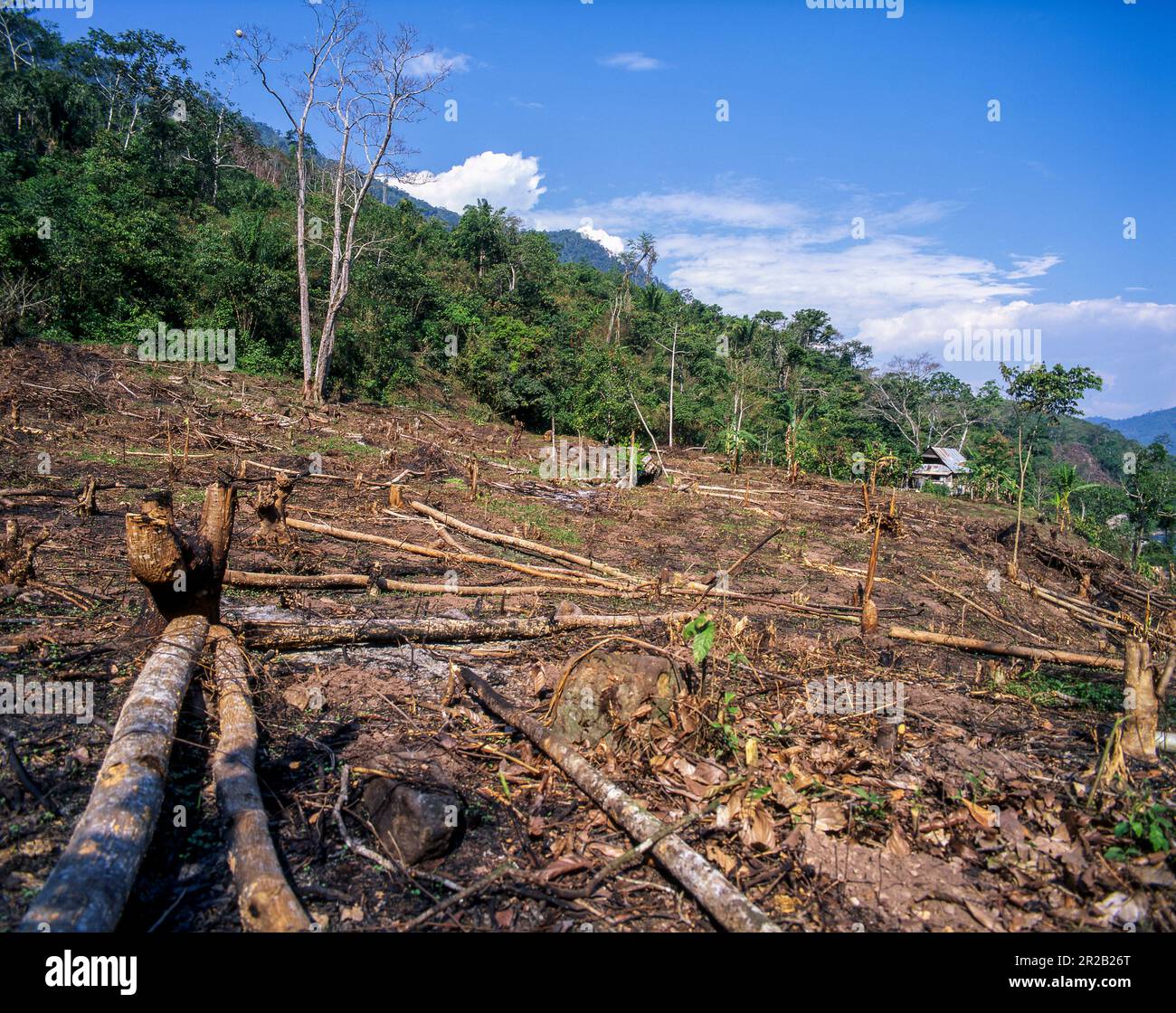 Entwaldung des Amazonasregenwaldes für die Landwirtschaft im Departement Pasco, Peru. Stockfoto