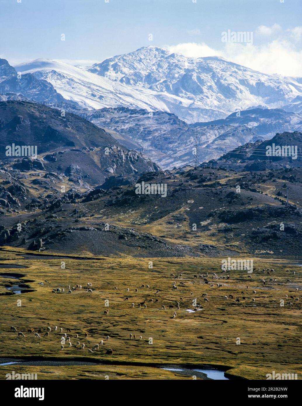 Allgemeine Ansicht der Pasco-Region mit Lamas-Alpakas und schneebedeckten Anden. Stockfoto