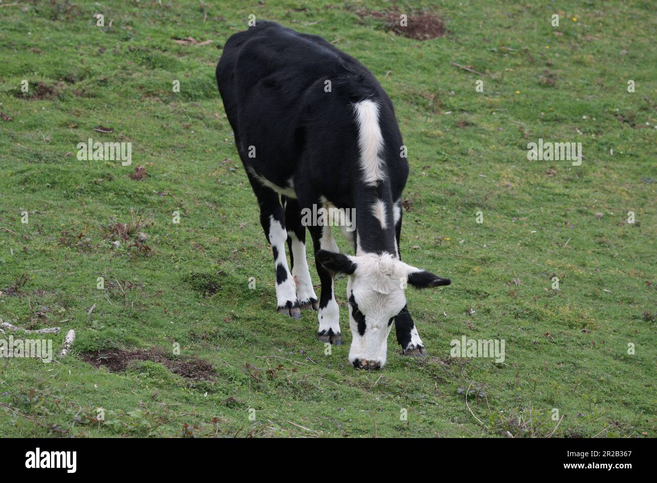 Schwarze und weiße Kuh, die auf Ackerland im Süden der Chanctonbury Ring Area findon uk weidet, kurzes, gut weidetes Gras, unebene Weideland Stockfoto