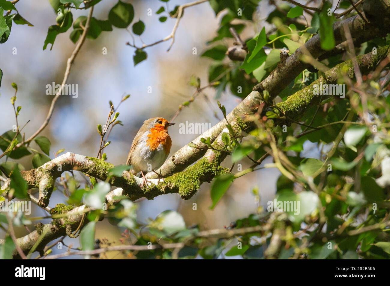 In einer Hecke im Heddon Valley sitzt das kleine Rotkehlchen (Erithacus rubecula) zwischen den Blättern Stockfoto