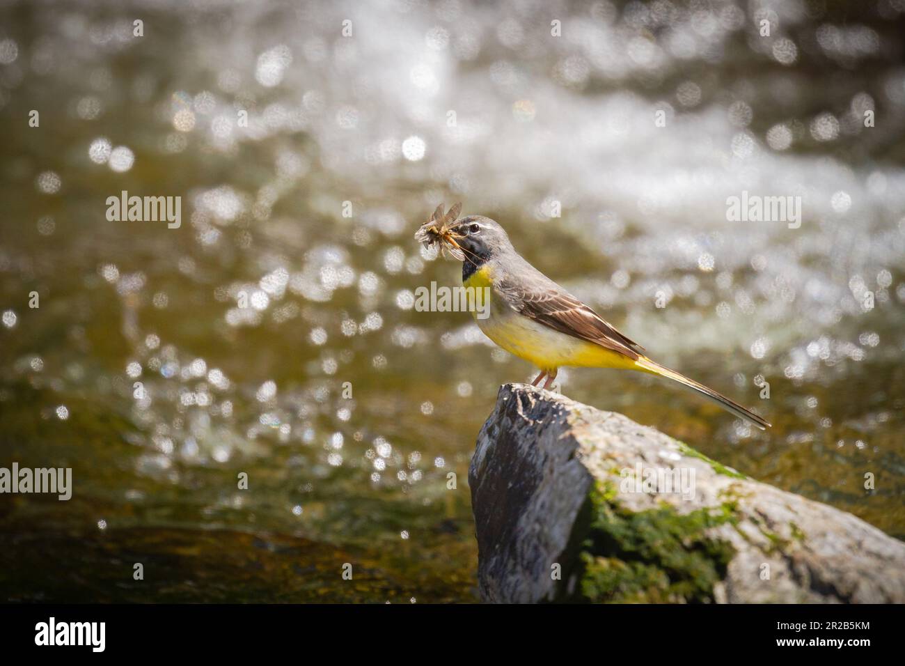 Der graue Schwanz (Motacilla cinerea) jagt entlang des Flusses des Heddon Valley in Devon nach Insekten Stockfoto