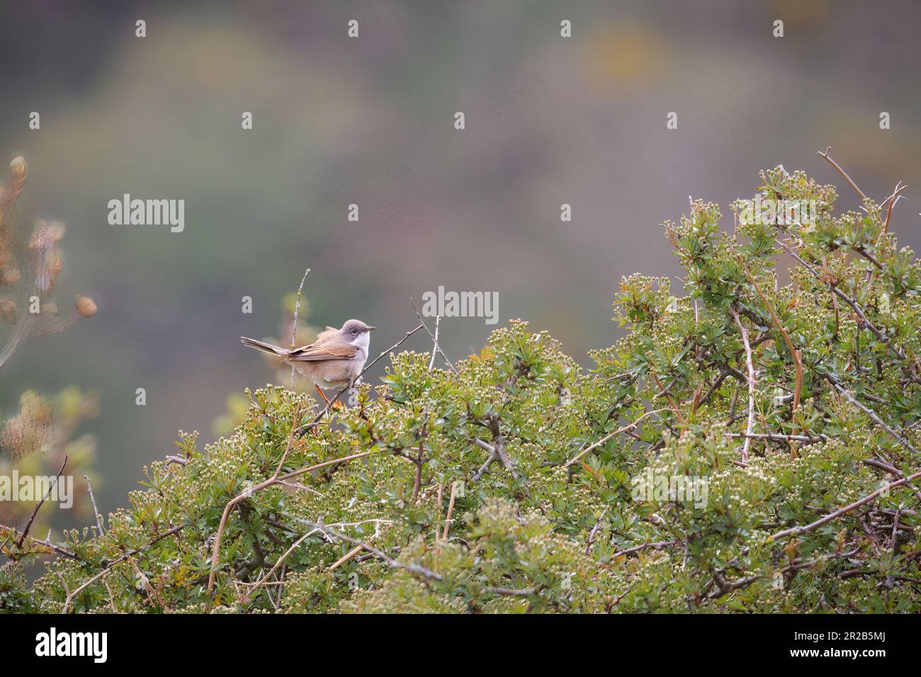 In den Büschen entlang des Heddon Valley sitzt ein gemeiner weißer Hals (Curraca communis) auf der Suche nach Essen Stockfoto