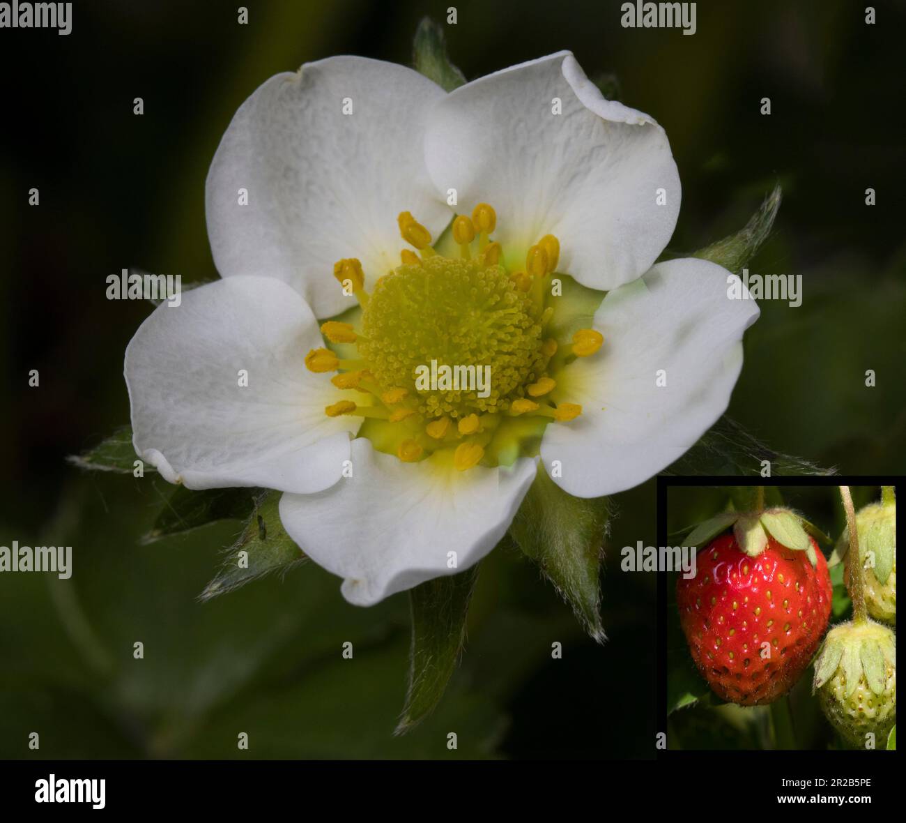 Erdbeerblume und Erdbeere Stockfoto