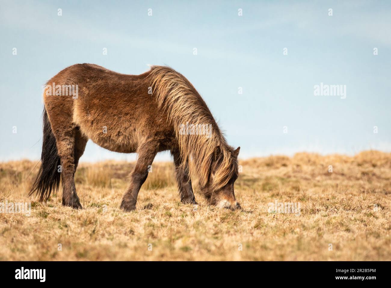 Inmitten der Gräser und Heiden des Moorlands von Brendon Common gräbt ein Exmoor-Pony Stockfoto