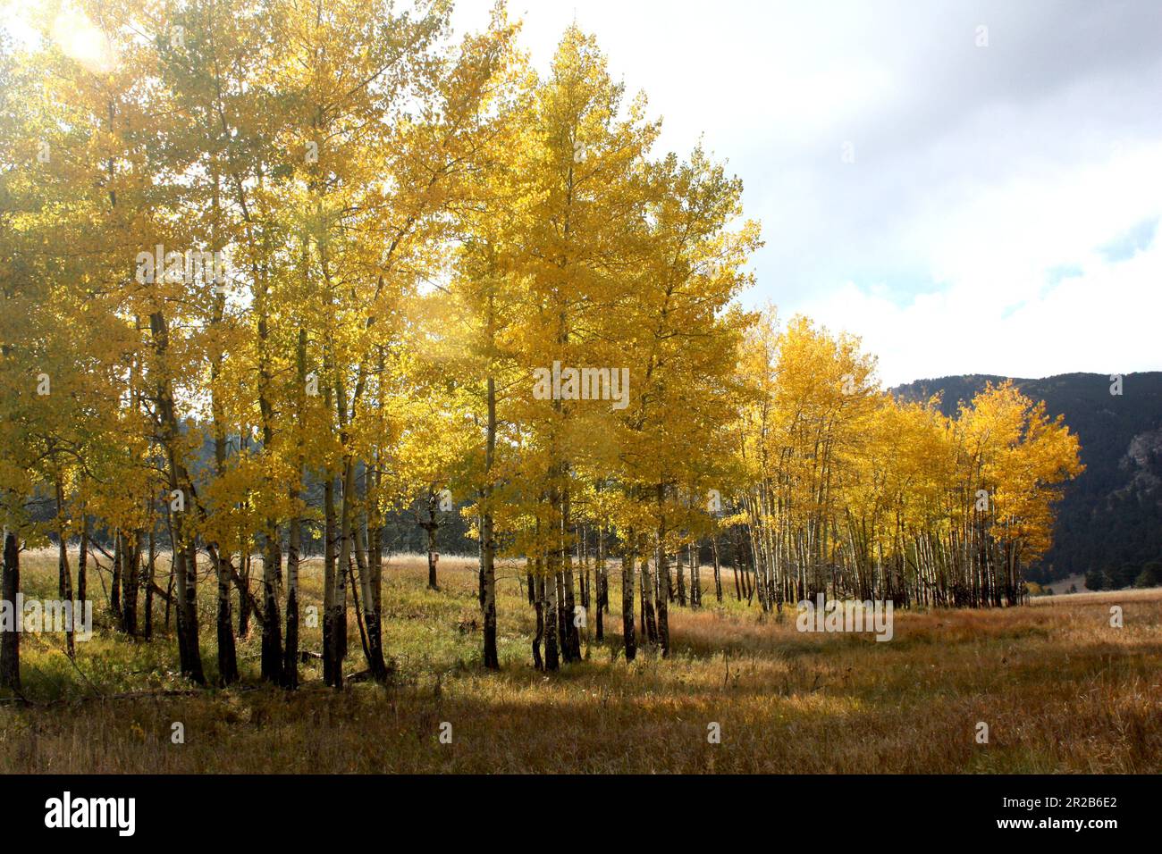 Ein Aspen Grove im Herbst Stockfoto