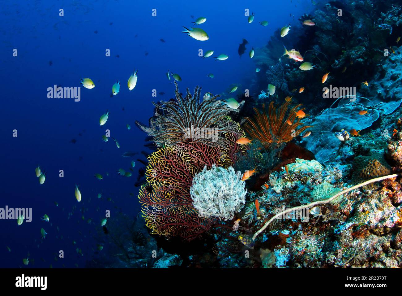 Buntes Korallenriffe in Misool, Raja Ampat. Westpapua, Indonesien Stockfoto