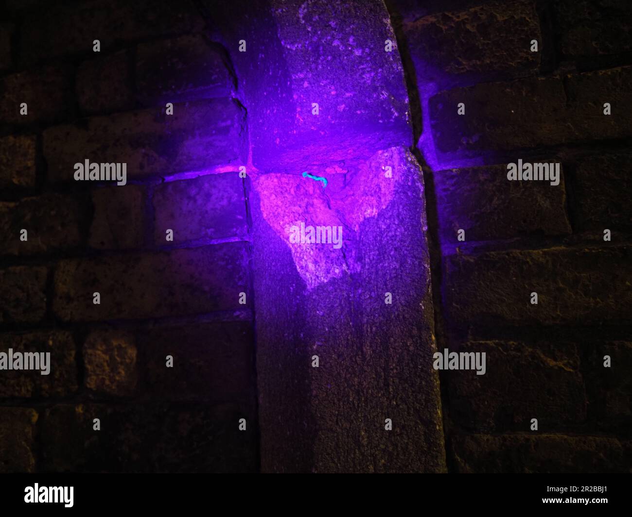 Sheerness, Kent, Großbritannien. 18. Mai 2023. Ein Skorpion unter UV-Licht in der Wand um Sheerness Dockyard in Kent. Eine Kolonie Skorpione lebt in der Mauer von Blue Town, Sheerness, seit sie vor etwa 200 Jahren mit dem Boot gekauft wurden. Einige glauben, dass Skorpione aufgrund des Klimawandels in England häufiger auftreten könnten. Kredit: James Bell/Alamy Live News Stockfoto