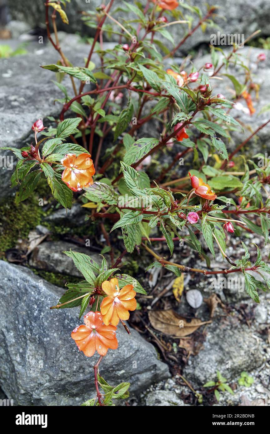 Papua-Neuguinea; östliches Hochland; exotische Blütenpflanze, die aus einem Felsspalt wächst; exotische Blütenpflanze, die aus einem Felsspalt wächst Stockfoto