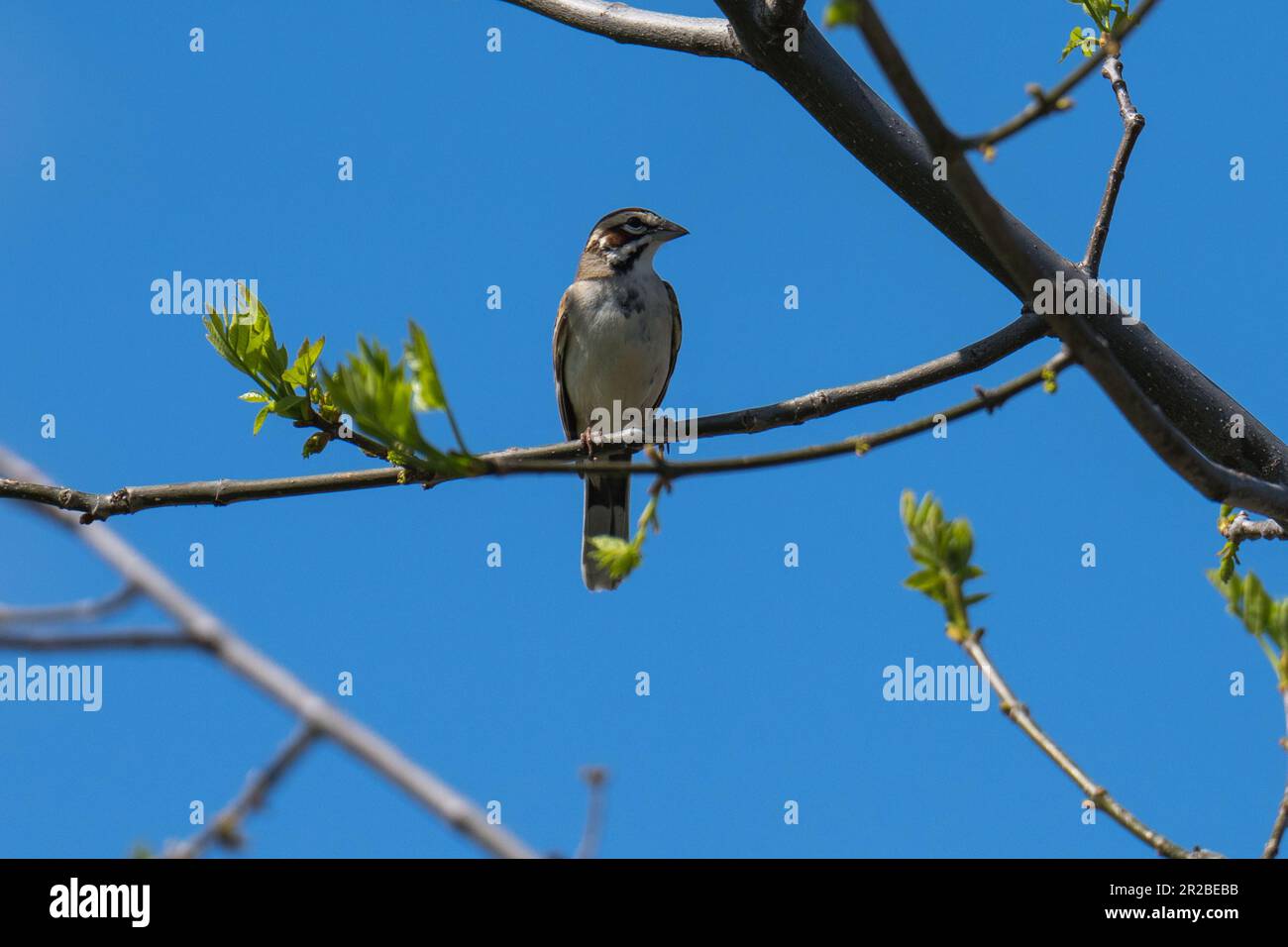 Lark Sparrow. Emigrant Lake, Ashland, Oregon Stockfoto