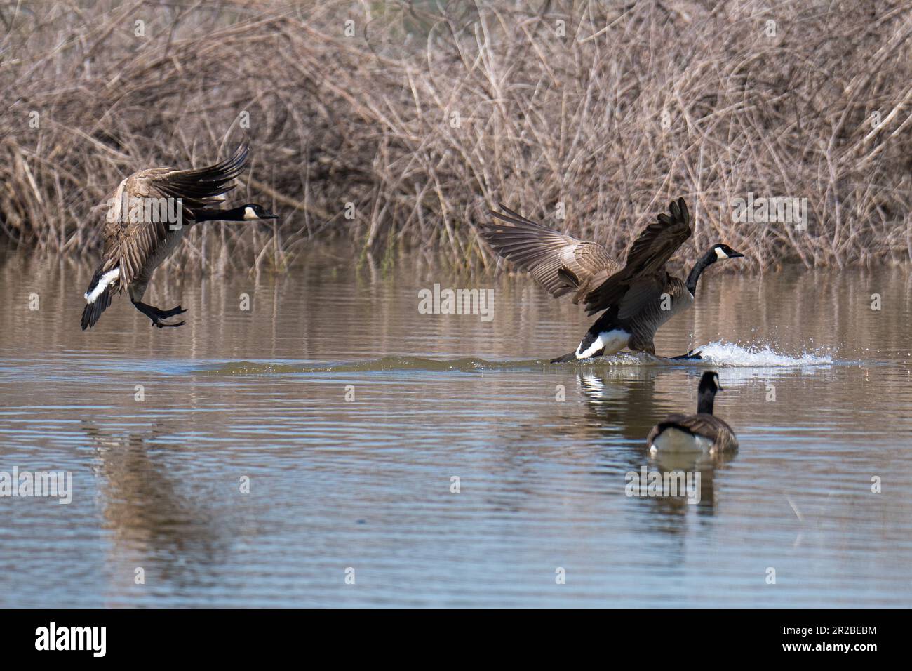 Kanadische Gänse, die im Flug auf dem Wasser landen. Emigrant Lake, Ashland, Oregon Stockfoto