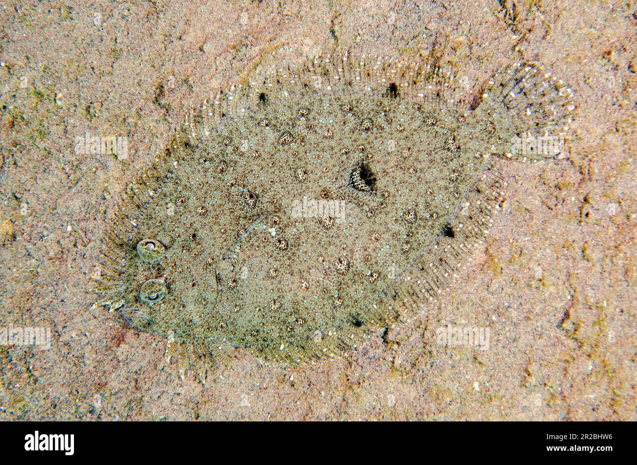 Panther Flunder, Bothus pantherinus, getarnt auf Sand, Batu Nitti Tauchplatz, Tulamben, Karangasem Regency, Bali, Indonesien Stockfoto