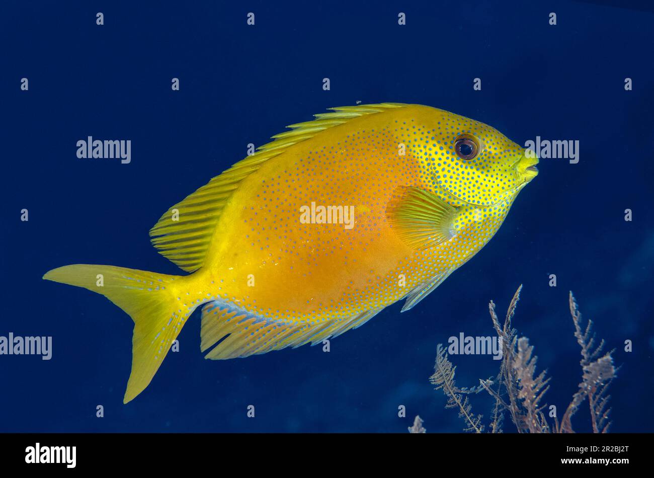 Coral Rabbitfish, Siganus coralinus, Liberty Wreck Dive Site, Tulamben, Karangasem Regency, Bali, Indonesien Stockfoto