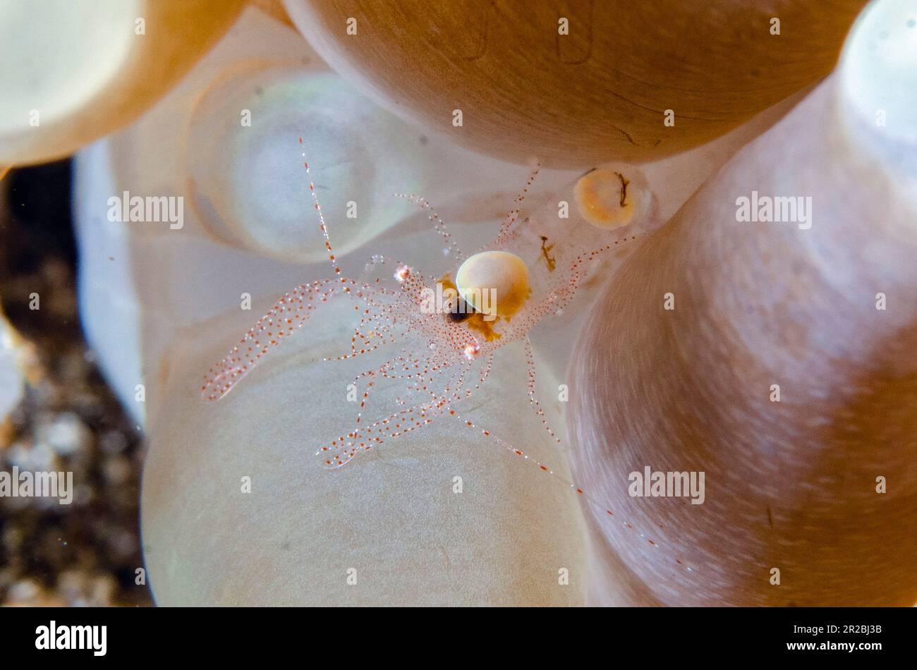 Eierschalen-Garnelen, Hamopontonia fungicola, getarnt zwischen Pilzkorallen, Fungiidae-Familie, Tentakel, vormals Hamopontonia corallicola  Lipah Stockfoto