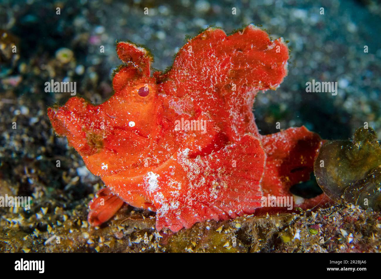 Paddle-Flap Rhinopias Scorpionfish, Rhinopias eschmeyeri, Sidem Dive Site, Tulamben, Karangasem Regency, Bali, Indonesien Stockfoto