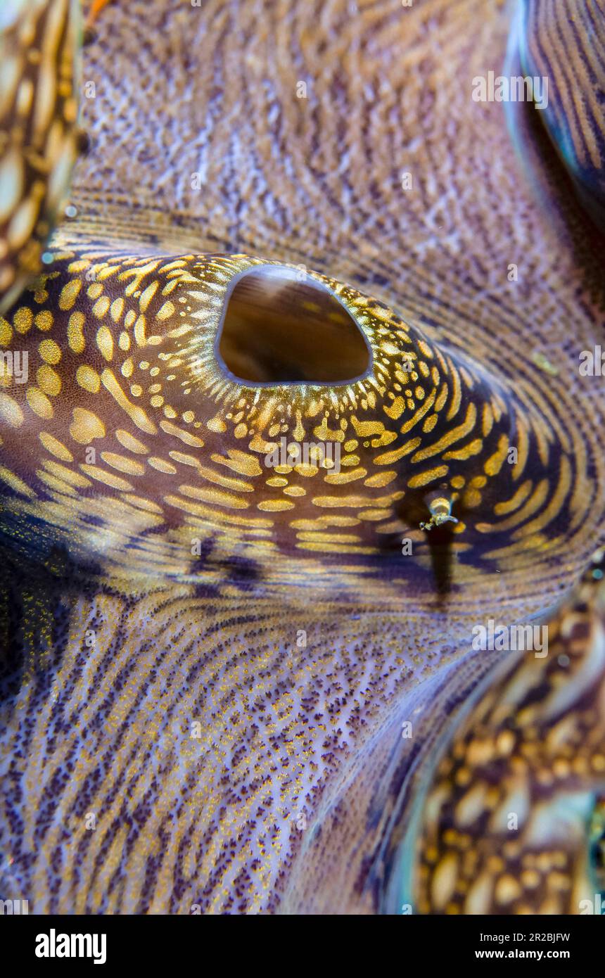 Small Giant Clam, Tridacna maxima, incurrent Siphon and Mantle, Liberty Wreck Dive Site, Tulamben, Karangasem Regency, Bali, Indonesien Stockfoto